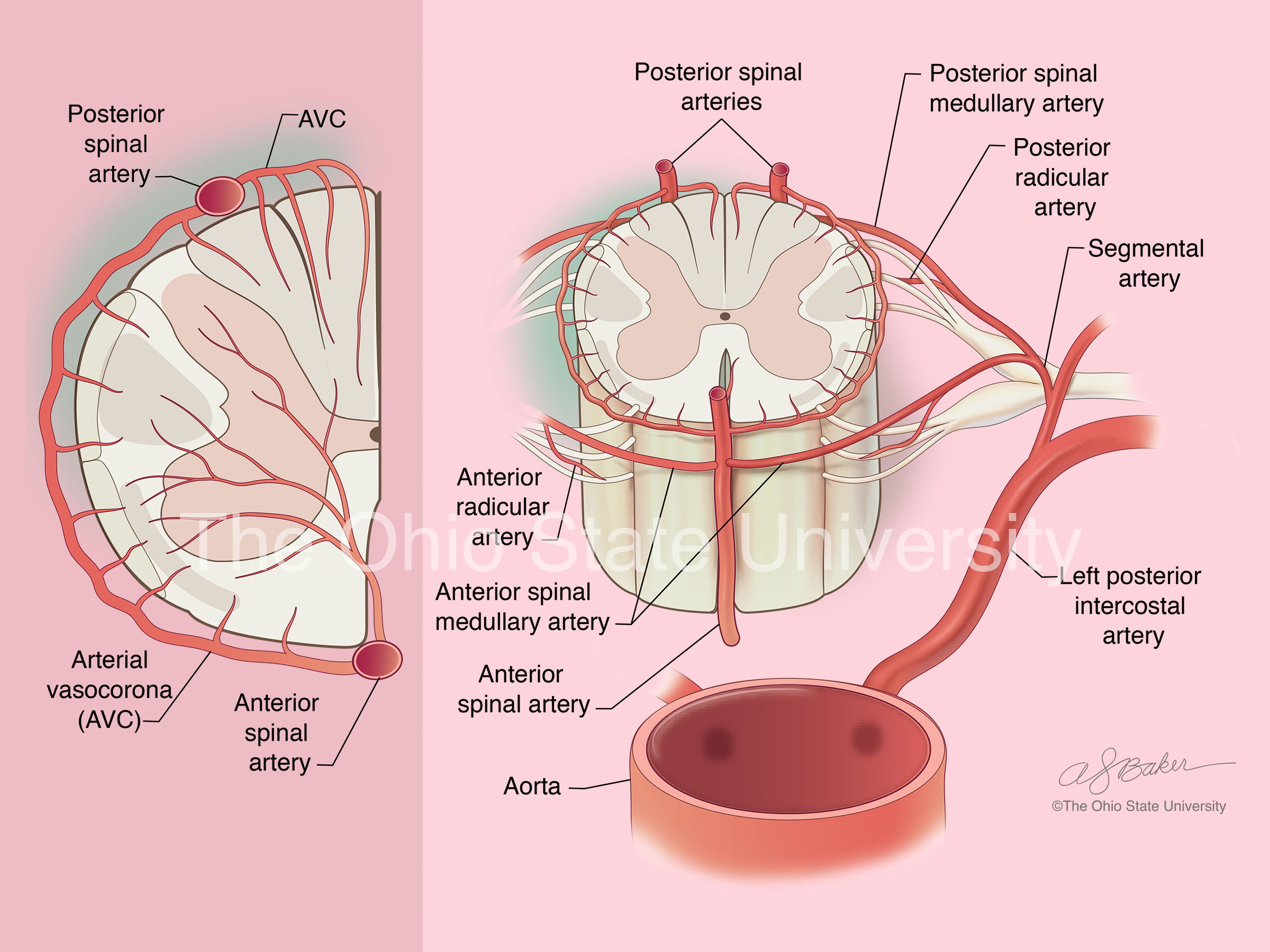 Vascular supply to the spinal cord (moderate color)