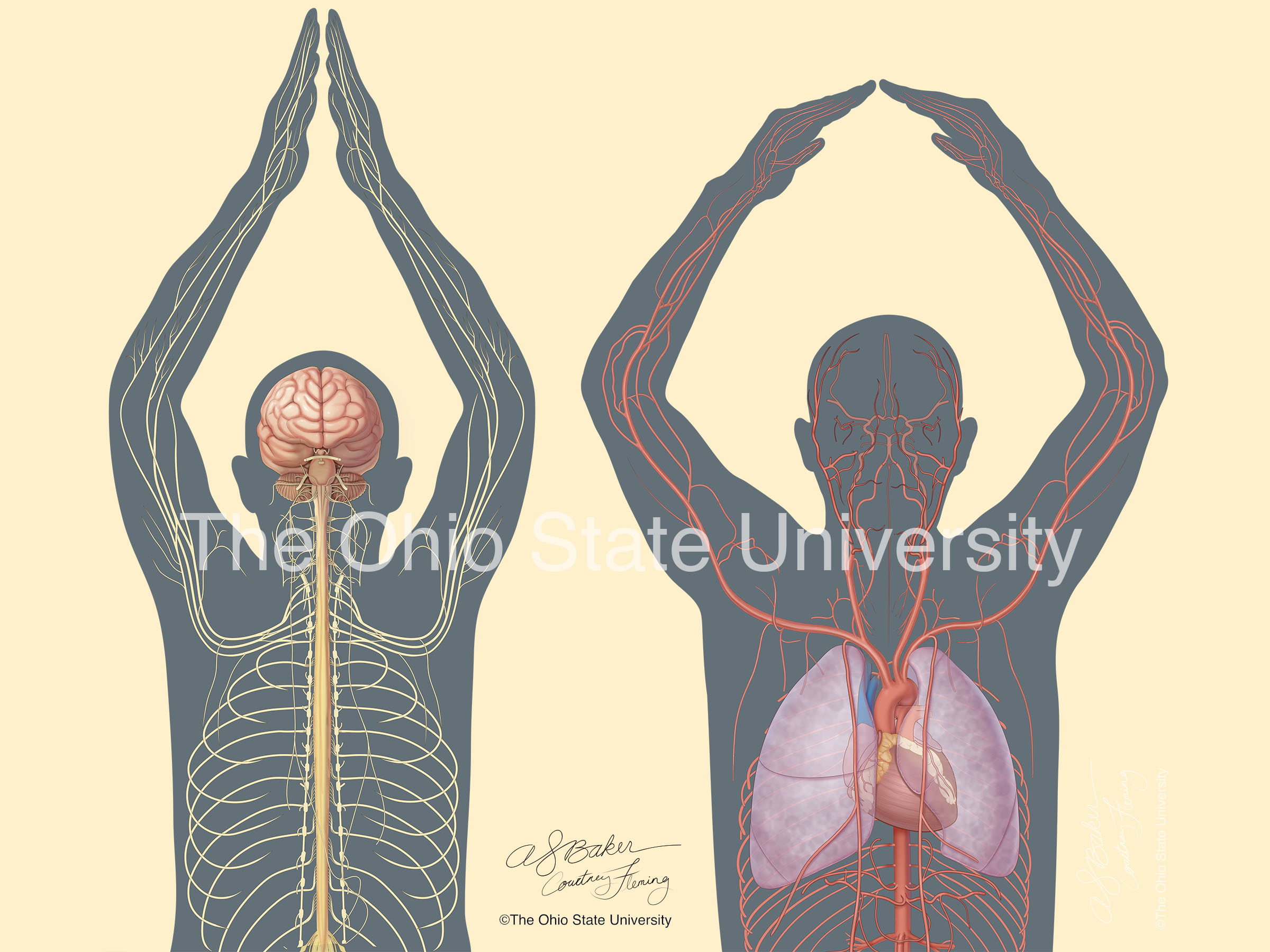 “I–O” Nervous and arterial body systems (complex color)