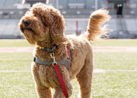 A fluffy brown dog stands on a grassy field.