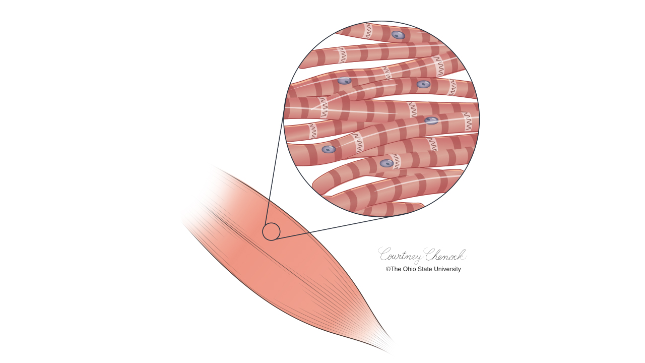 Colored illustration of muscle with a magnified view showing fibers and nuclei.
