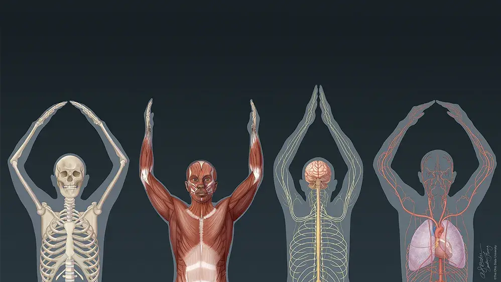 Anatomical illustration of 4 silhouettes spelling out O-H-I-O with their arms. 