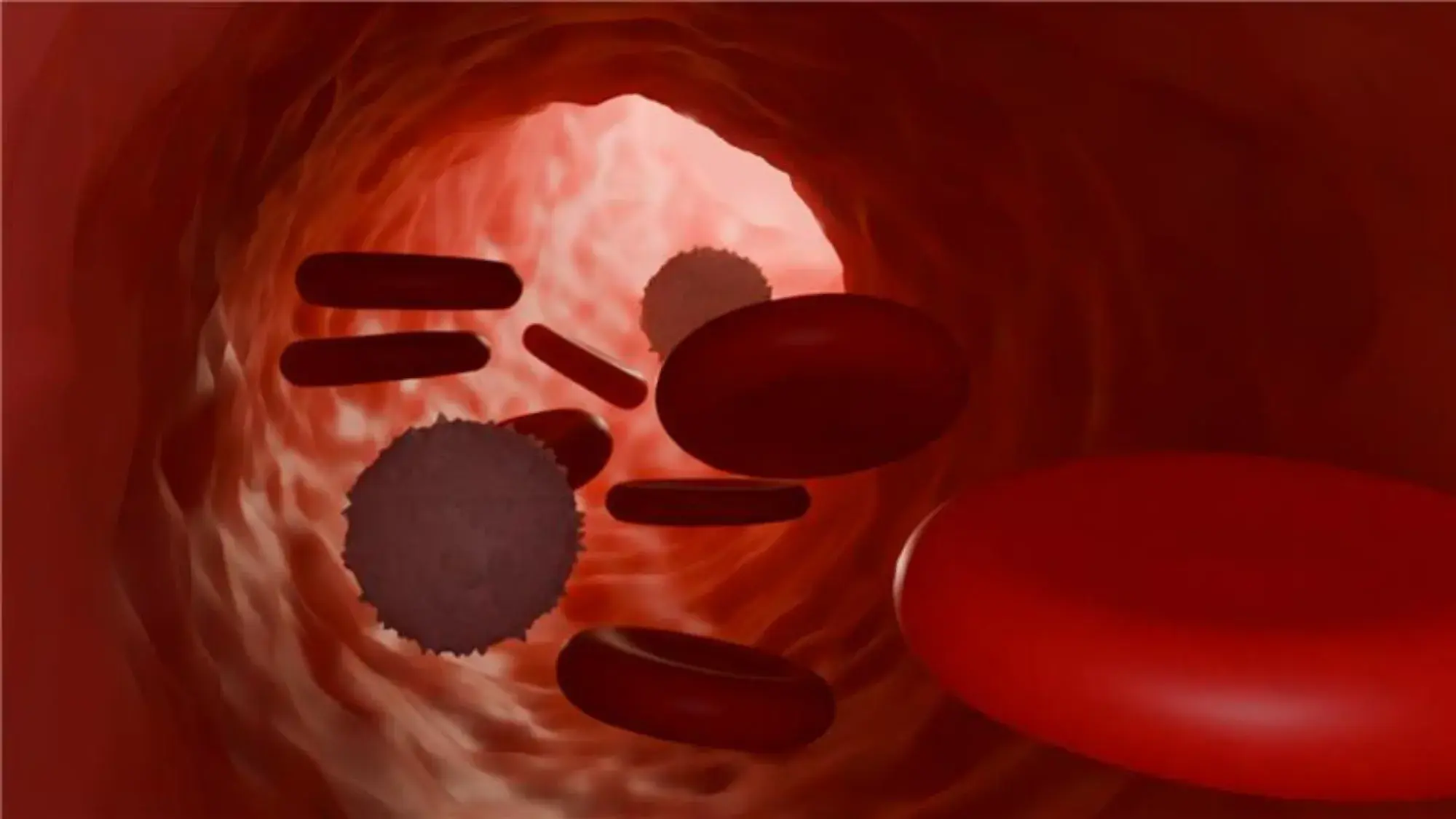Illustration of a blood vessel interior, showing red blood cells and spiky white blood cells traveling through a tubular, red-toned environment.