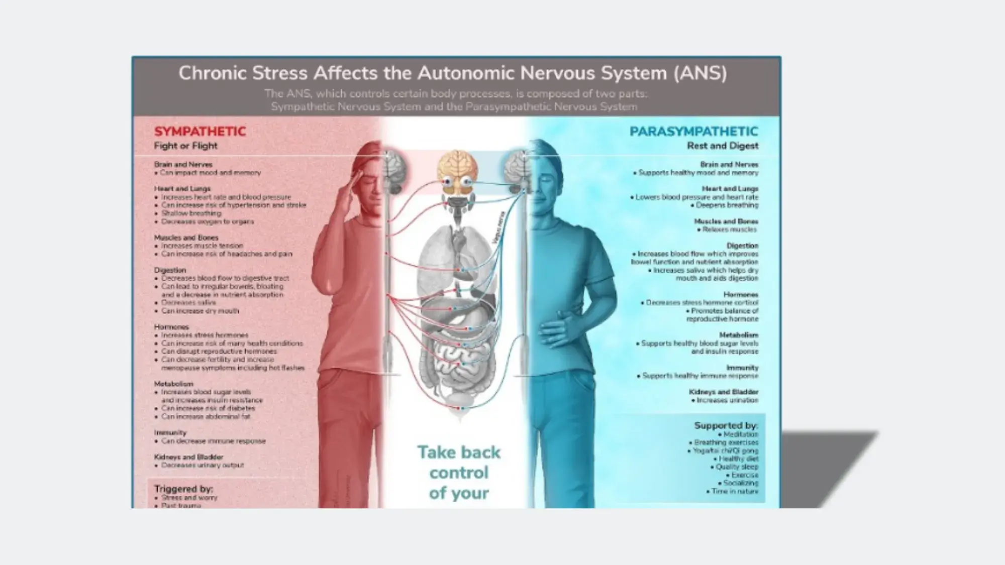 Tool designed by Medical Visuals, showing the impact of chronic stress on the autonomic nervous system.